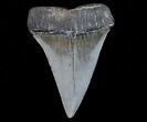 Fossil Mako Shark Tooth - Georgia #75053-1